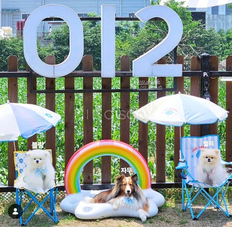 남양주애견카페 임대합니다 7